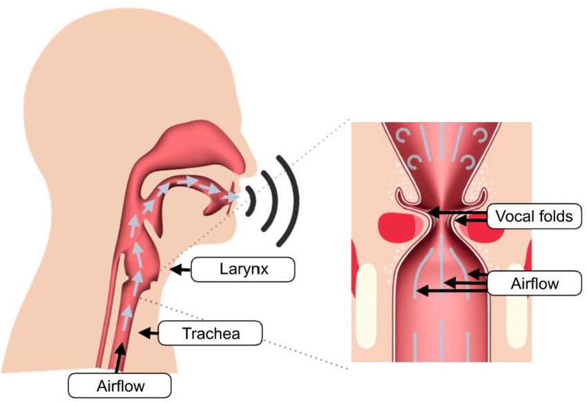 Physiology of human voice production explained